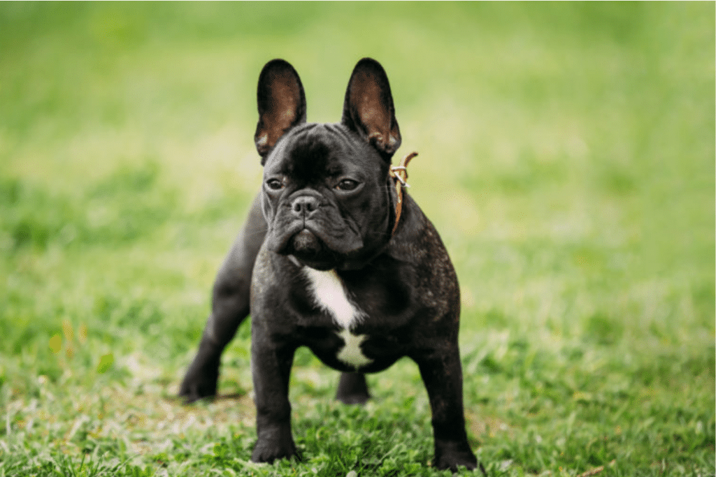 Mon chien a-t-il des vers ?